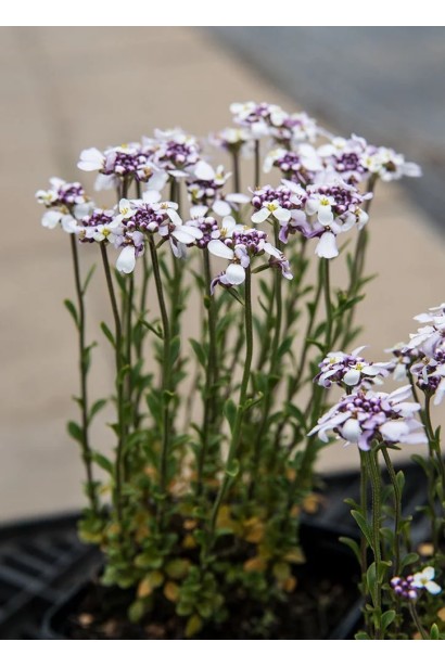 Іберіс вічнозелений Рожевий Лід